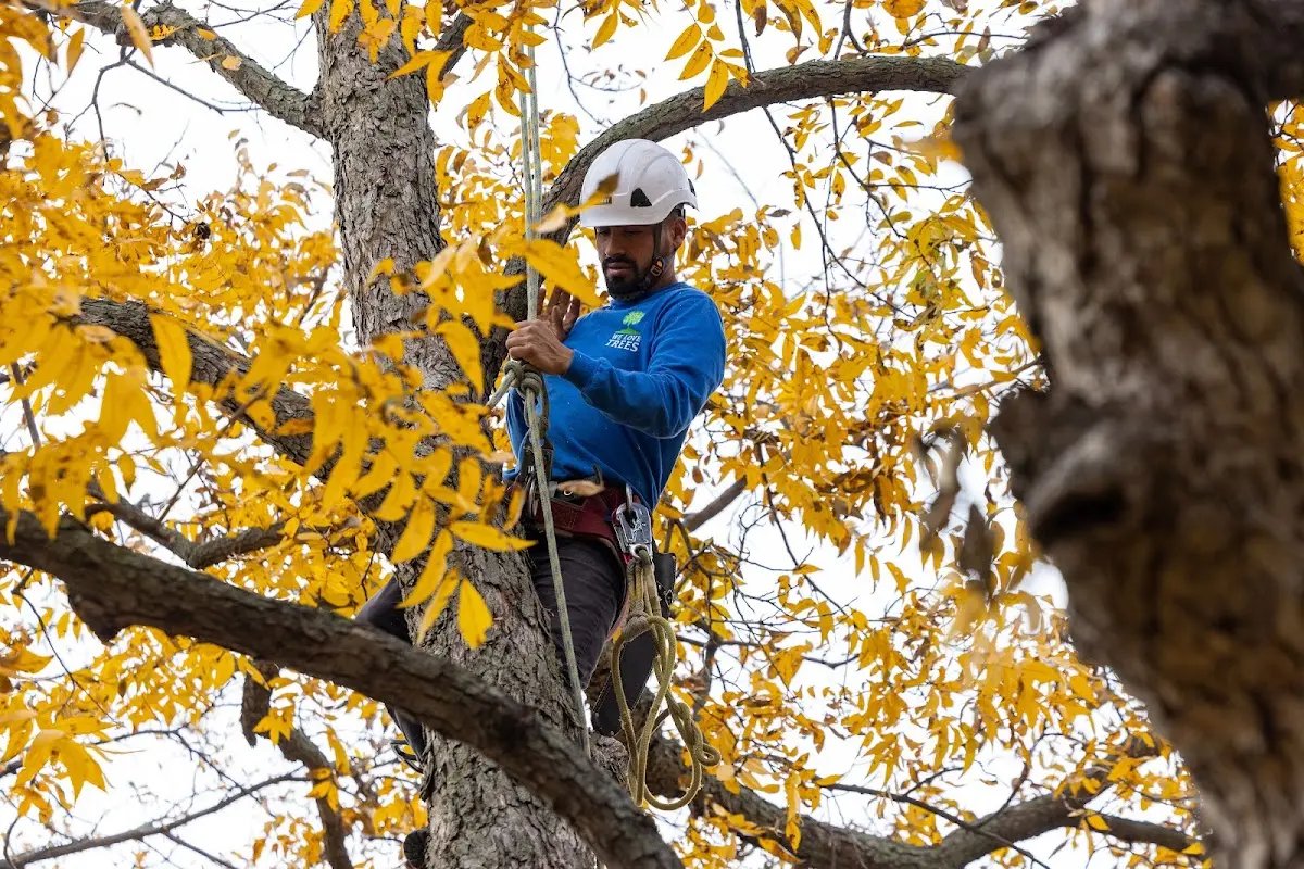 Skilled Storm Damage Cleanup crew working in Petersburg